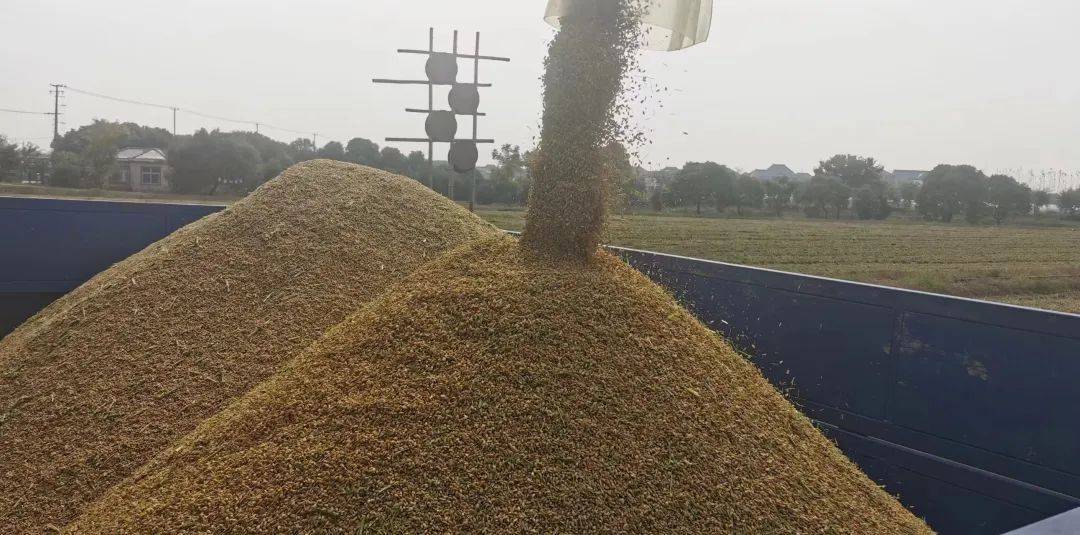 麦浪滚滚穗飘香,宝山这里的千亩良田收割忙_罗泾镇_种植_水稻