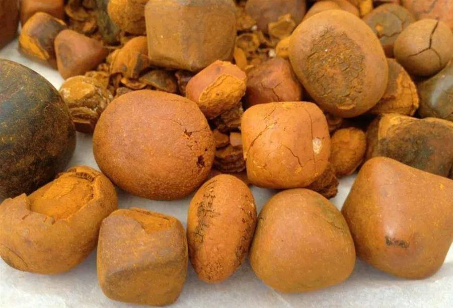 所有动物的胆结石都很珍贵,比如羊和狗的胆结石,谓之"羊哀","狗宝"