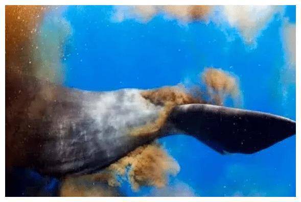 世界上最能“拉”的动物：一次能拉一吨，但却拯救了一大批生物(图5)