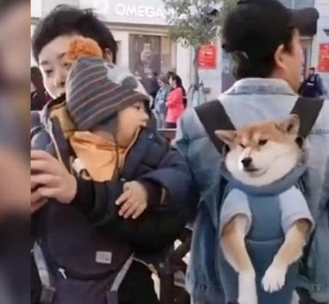 “爸，他扒拉我！”萌娃路遇宠物狗忍不住上手，狗子的表情太无辜 