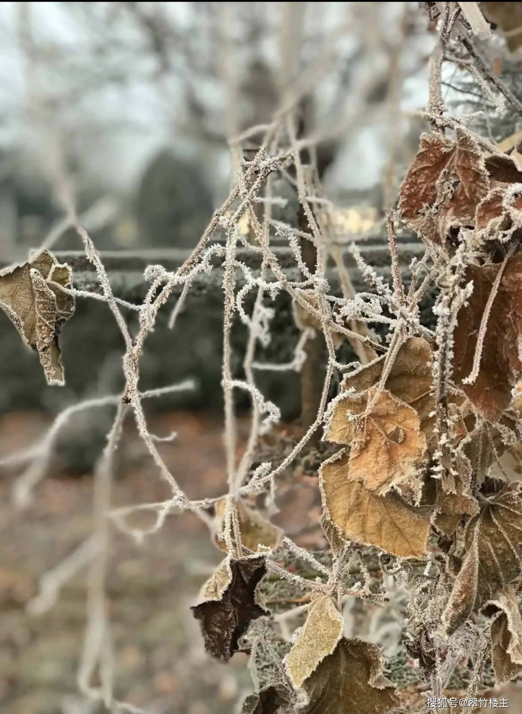翠竹楼主原创诗第1374首:五绝—霜影_霜花_余辉_落日