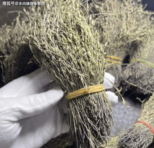 男人把它当成"壮阳草",俗称草中黄金,很珍贵,碰到就采挖2棵_植物_中