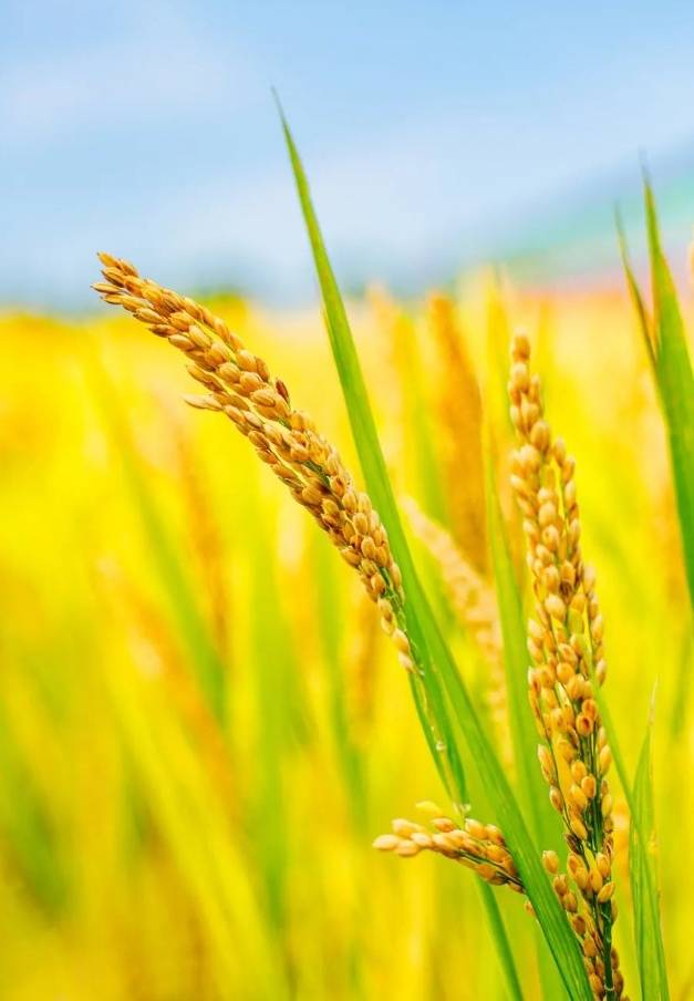 苏州城内吴中大地水稻陆续成熟,风吹稻浪 "丰"光正好_稻田_稻穗_大米