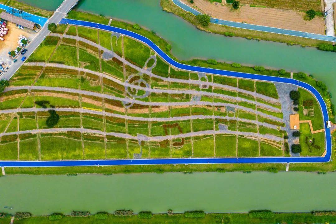 一镇美出天际了,荡漾无边花海间,还可采撷田园诗意_曹村_瑞安市_景观