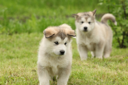 阿拉斯加犬,"纯种"和"串串"如何区分?主要看这6个地方_显得_毛发_品质