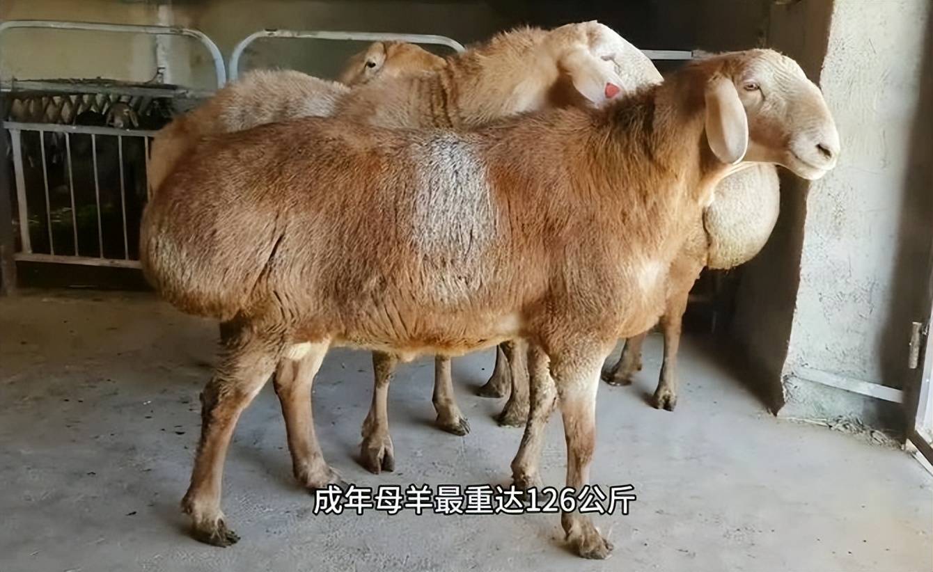 丨阿勒泰大尾羊_新疆_烤制_历史