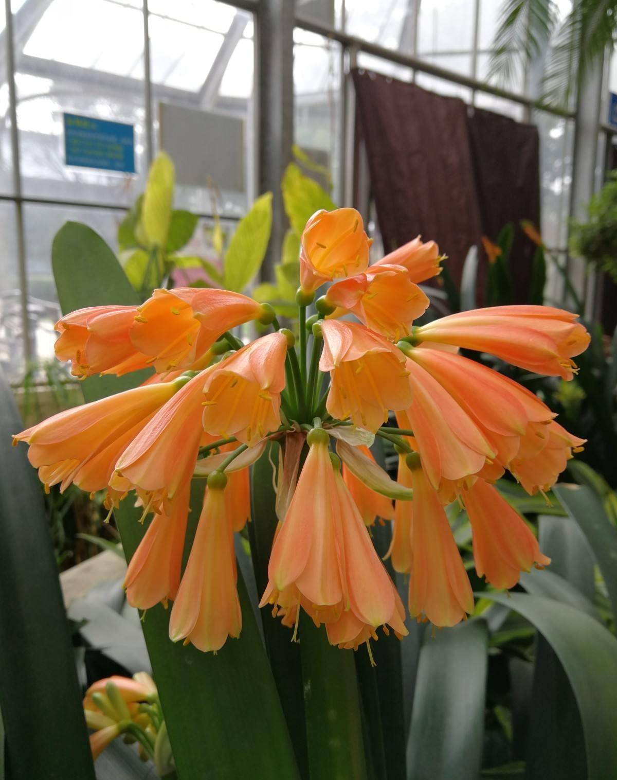 上世纪的君子兰热有多疯狂?_长春_价格_手表