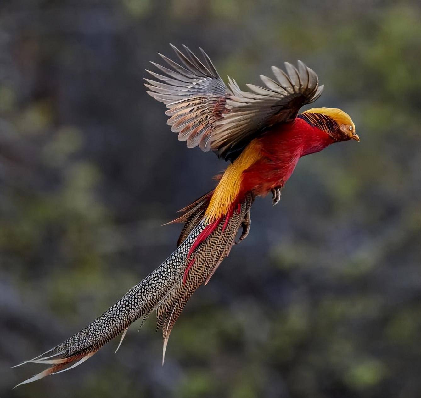泰山拍到传说中的"人间凤凰"88红腹锦鸡,它有多特别?