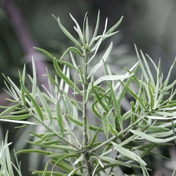 換季呼吸道問題,巧妙精油幫你調理_症狀_研究_檸檬