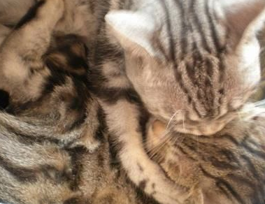 猫爸猫妈过二人世界,却遭到小奶猫“插足”,猫爸这次真生气了! 猫爸猫妈过二人世界,却遭到小奶猫“插足”,猫爸这次真生气了!