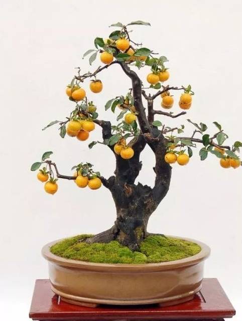 介壳虫宜选用速扑杀防治;螨类用哒螨灵,克螨特,双甲脒等防治;蓟马