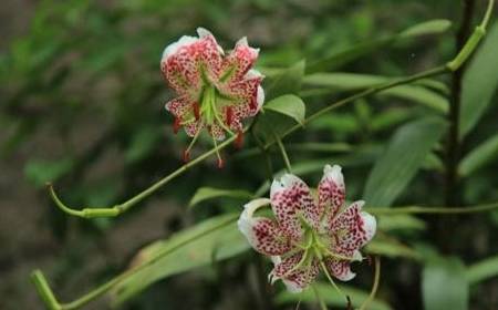 盆栽佳品,花语独立——鬼百合的栽培技术_鳞茎_鳞片_细沙
