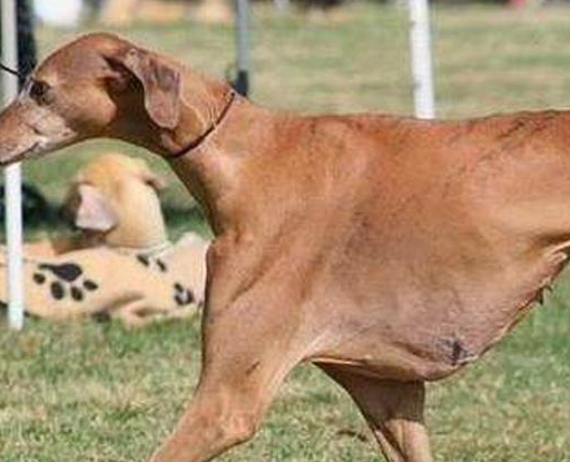 5大名贵又有气质的狗狗,沙皮狗上榜,你想要哪一只呢_阿沙瓦_我国_毛发