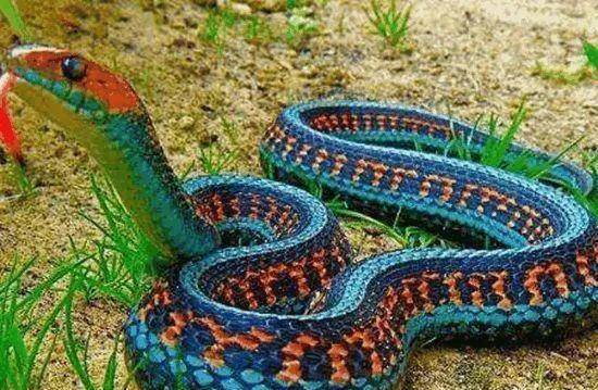 吉林"蛇女"王桂珍:救下一条五彩毒蛇后被缠上,无奈供养它12年_小蛇_黄