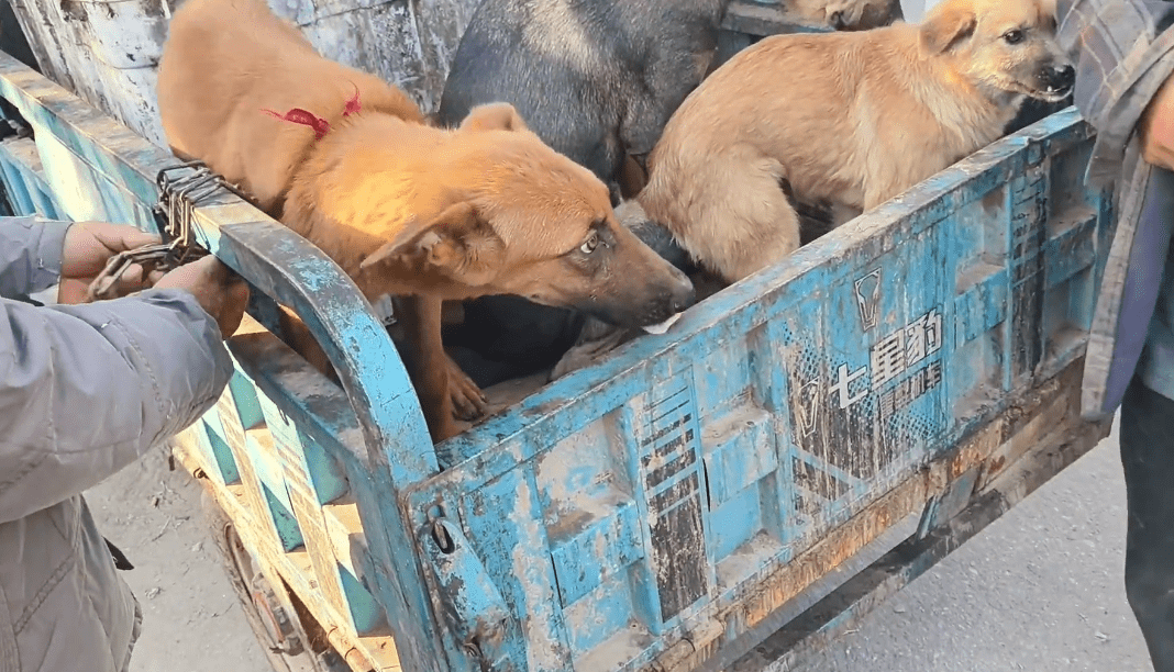 以为逃过一劫，却被狗贩劝进了笼，看着笼里的看家犬，狗主愧疚道：它净咬人家 