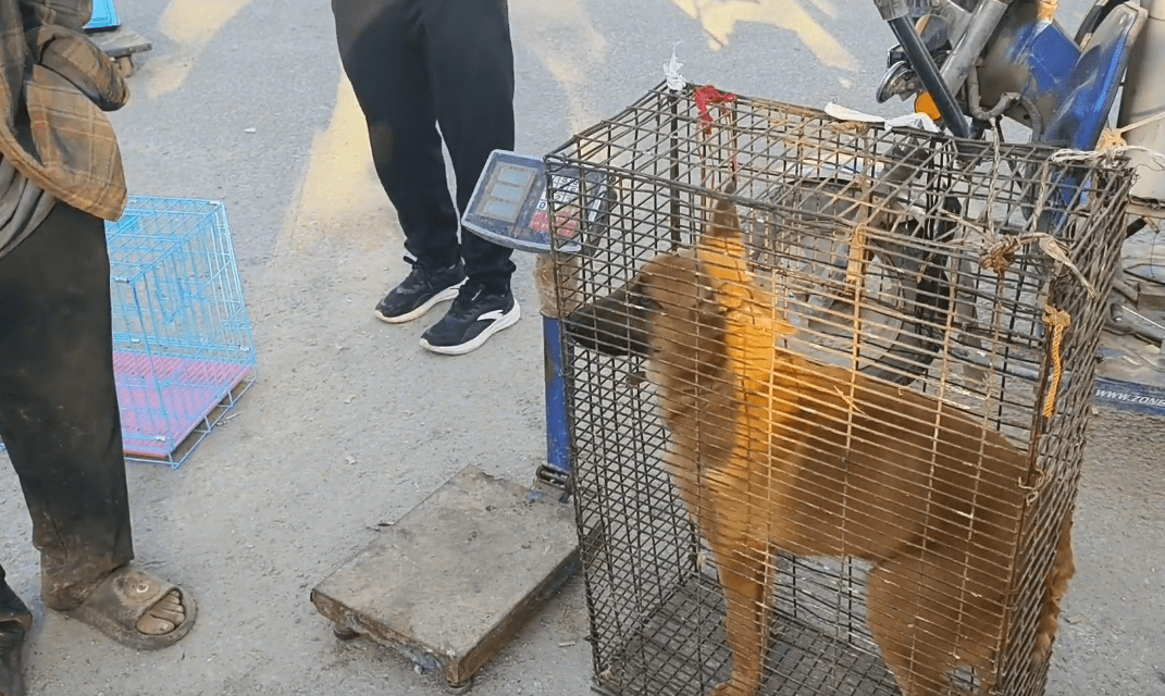 以为逃过一劫，却被狗贩劝进了笼，看着笼里的看家犬，狗主愧疚道：它净咬人家 