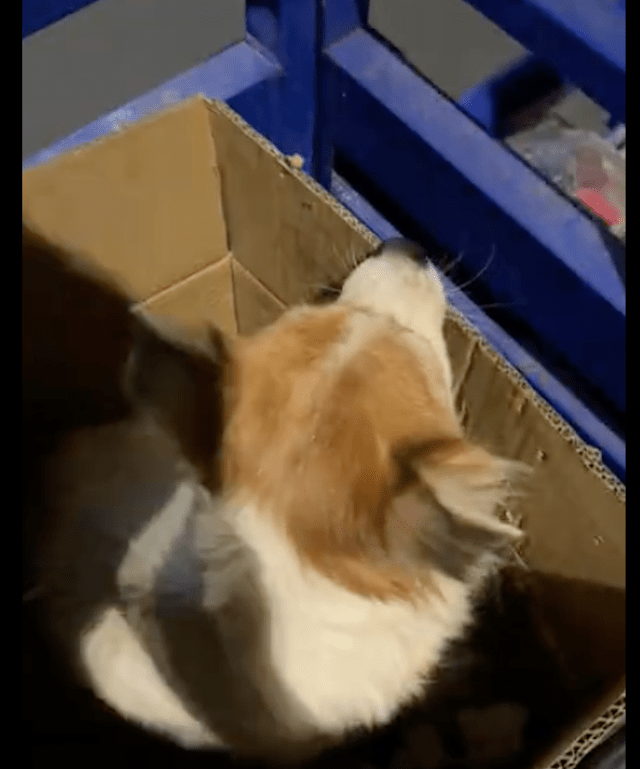 狗狗难产要花3千做手术，摆摊阿姨毫不犹豫送去医院：不能苦了它 
