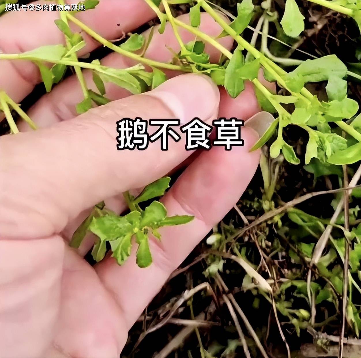 野園荽,雞腸草,鵝不食,地芫荽,滿天星,沙飛草,大救駕,三節劍,山胡椒