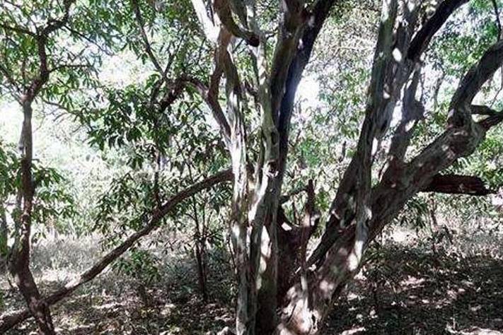 有一种木材"天然黑",自带高级感