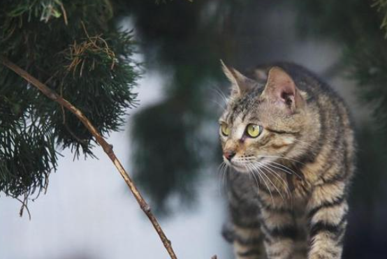 懂养猫的人都清楚，其实养“狸花猫”比其他猫好 