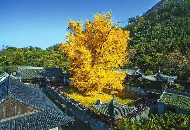 西安古观音寺有棵千年银杏树