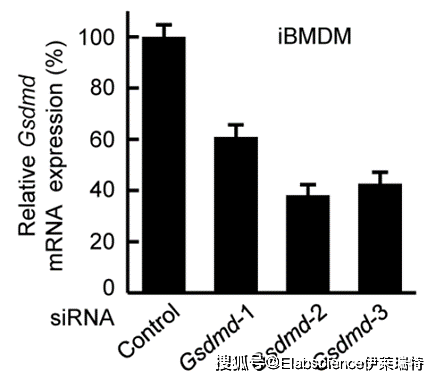 elabscience细胞死亡大盘点之细胞焦亡_检测_caspase_炎症