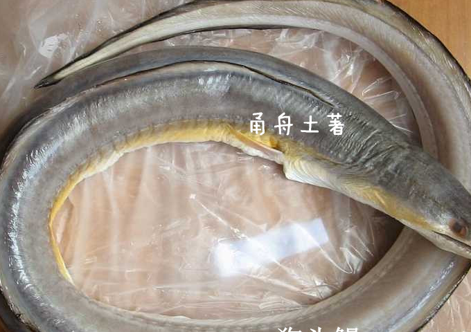 狗鳗和星鳗两种鳗鱼很好辨认,狗鳗顾名思义它的头像狗头一样,长长的
