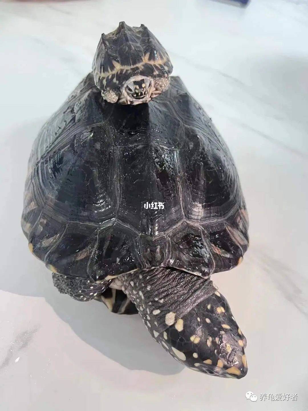 然而,黑颈龟呢,更多的给人感觉,有兴趣的还是一些商家,希望能抄底.