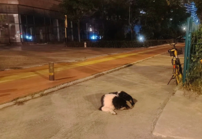 倔强老狗守在街头，整整三天不曾离去，陪伴主人8年却换来抛弃 