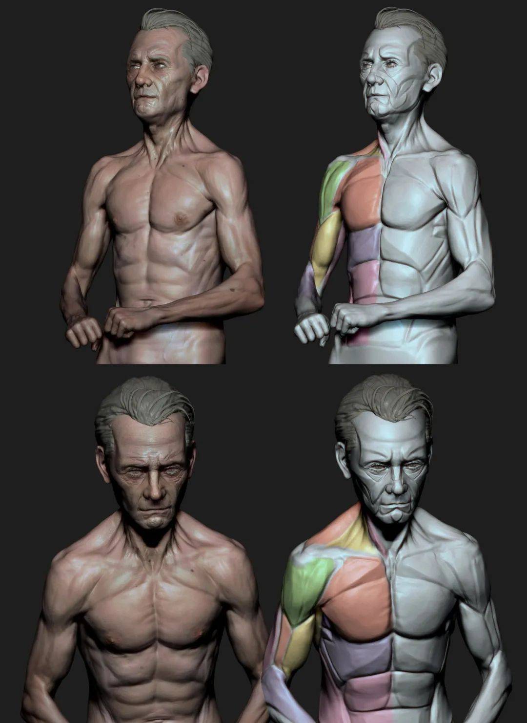 图集|3d人体肌肉结构解剖,动画制作细节赏析!_运动_研究_伸缩