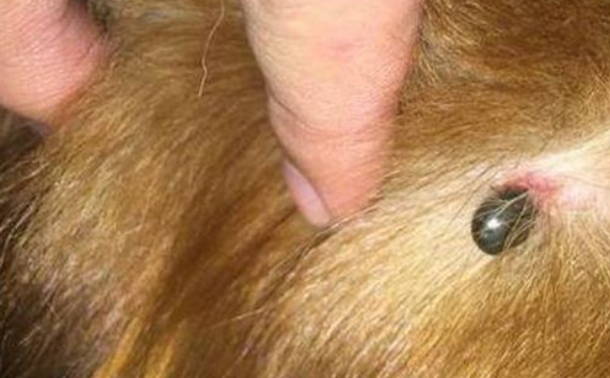 狗身上有蜱虫会导致什么问题?_狗狗_进行_皮肤