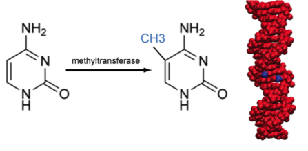 目标区域甲基化重测序(hi-methylseq)_基因_位点_片段