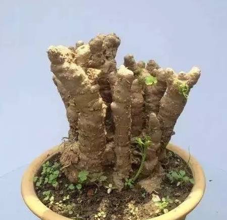 盆景真奇妙,倒栽银杏笋_自然_根部_栽培