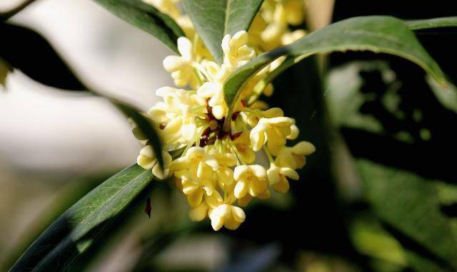 1985年9月,史良病逝,享年85岁,和另一个世界和她深爱的丈夫陆殿栋团圆