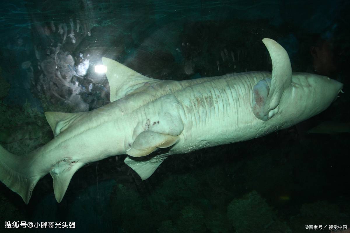 护士鲨的学名是铰口鲨,在鲨鱼家族中被认为是性情最温和的种类之一