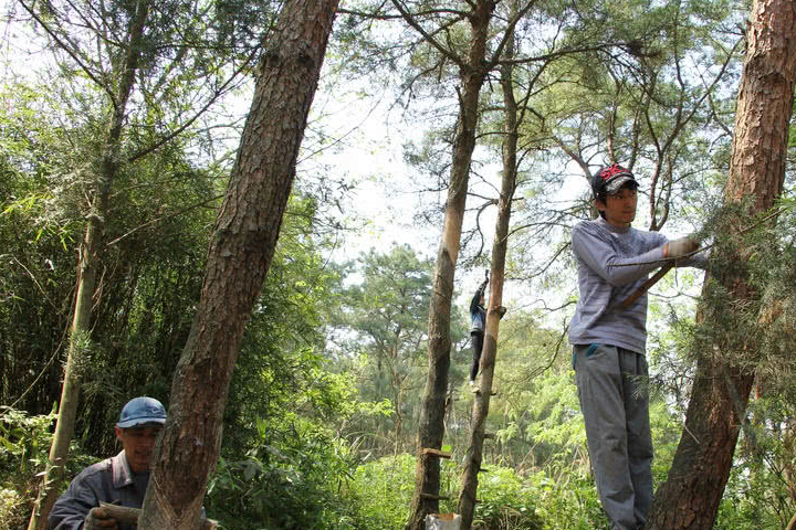山里的一种"怪树",20年前当柴烧,现在产"油",8元一斤_松树_枞树_农村