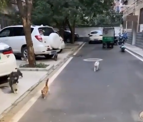 河南：女子路遇小猫喊了声，结果被猫群包围，网友：羡慕吸猫体质 