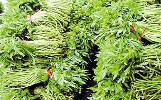 原产自中国的植物,含钙量是牛奶的7倍,如今却在慢