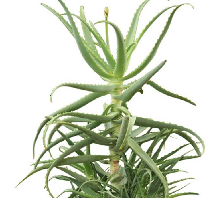 神奇的木立芦荟一年长成了一棵小树,咋养的_养殖_土壤_影响