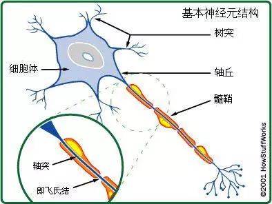 鼓索神经示意图图片