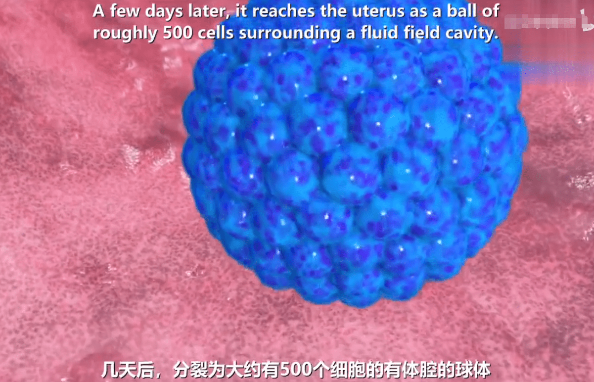 今天就用一组图片来告诉大家,妈妈怀孕1~4周胎宝宝是如何从无到有的