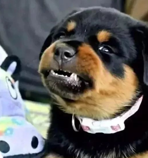 没见过这么会讨人欢心的罗威纳,真是给猛犬丢脸了!_奶奶_家伙_狗狗