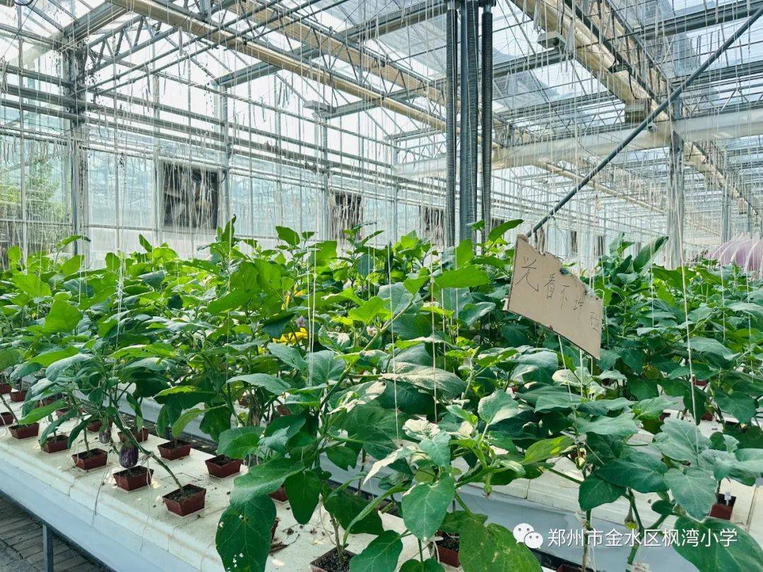 小小农业科学家 |枫湾小学现代农业科技主题秋季研学_认知_活动_收获