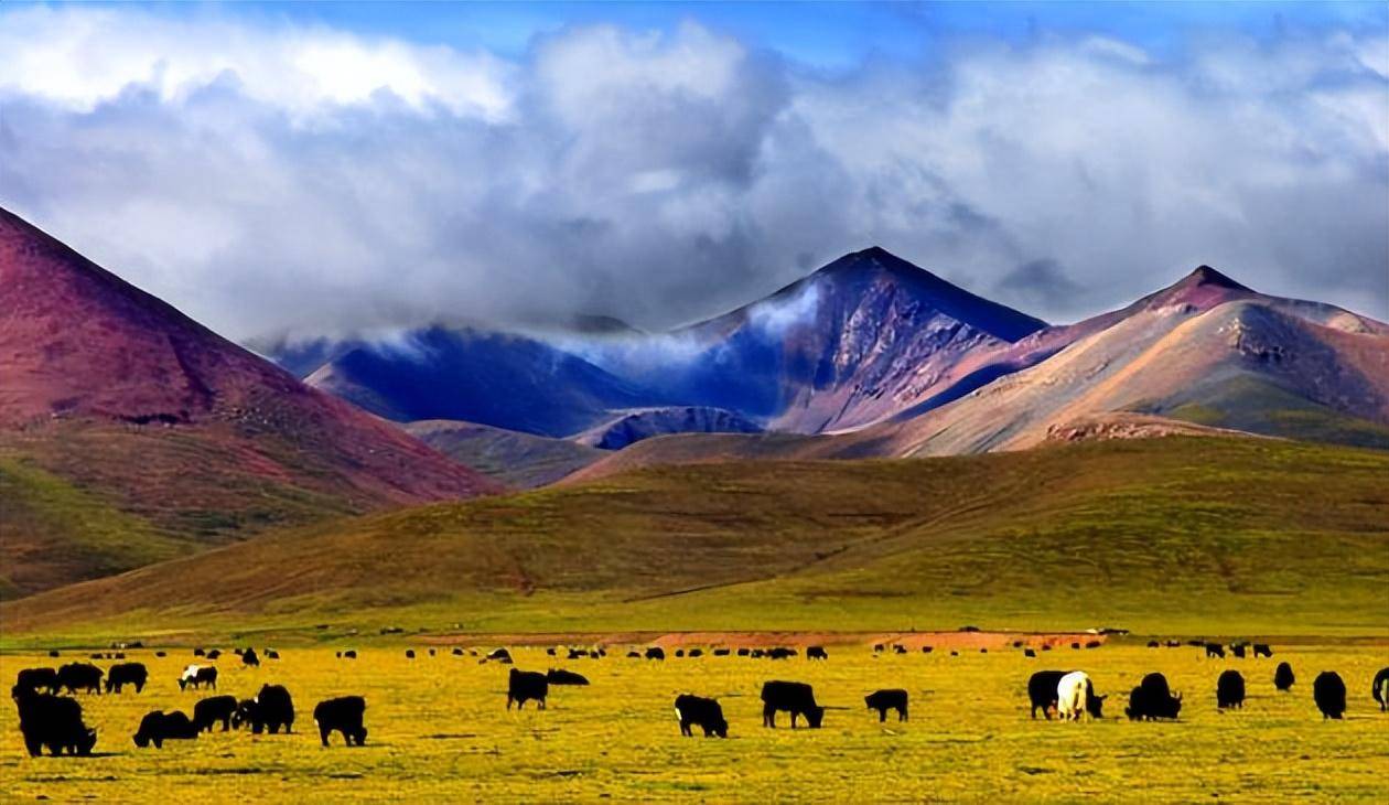 四,自由的大草原在那曲不仅有山的魅力,还有草原的自由和马儿的奔驰.