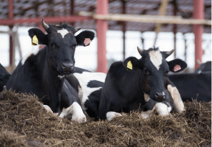 天气寒冷，奶牛易发生冷应激，牧场该如何安全越冬？