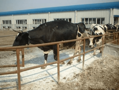 天气寒冷，奶牛易发生冷应激，牧场该如何安全越冬？