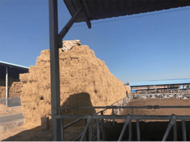 天气寒冷,奶牛易发生冷应激,牧场该如何安全越冬? 天气寒冷,奶牛易发生冷应激,牧场该如何安全越冬?