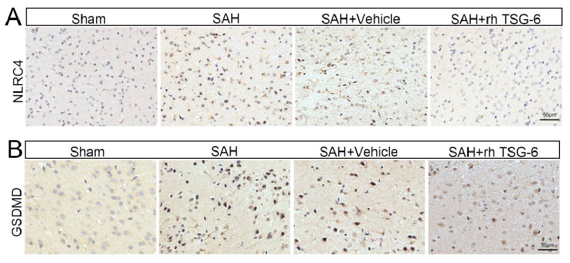 图6:每组nlrc4,gsdmd,gsdmd-n,cleaved caspase-1,il-18