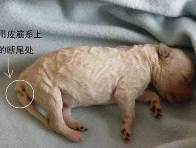 泰迪必须断尾吗?_尾巴_因为_情绪