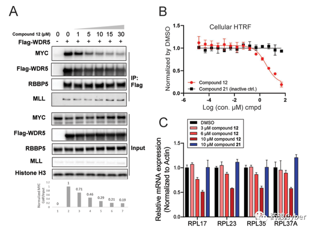 nb4,ramos,cor-l279和nci-h520等细胞系